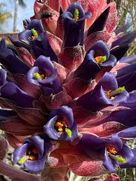 Blau Puya Venusta Blumensamen zur Aussaat – duftend Blüten – Traditionssorte & ohne Gentechnik Samen Hausgarten