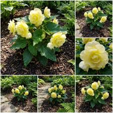 hell Gelb Succulent Blumensamen zur Aussaat ideal Rabatten Traditionssorte & ohne Gentechnik Samen Hausgarten