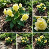 hell Gelb Succulent Blumensamen zur Aussaat ideal Rabatten Traditionssorte & ohne Gentechnik Samen Hausgarten