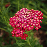 Achillea rot for anpflanzung in home garten