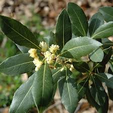 Laurus Nobilis Blumensamen zur Aussaat – sonnenliebend – Traditionssorte & ohne Gentechnik Samen Hausgarten