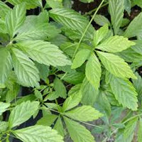 Jiaogulan Blumensamen zur Aussaat – leuchtend – Traditionssorte & ohne Gentechnik Samen Hausgarten