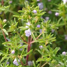Satureia Hortensis Blumensamen zur Aussaat – kompakt Wuchs – Traditionssorte & ohne Gentechnik Samen Hausgarten