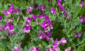 Polygala Myrtifolia Blumensamen zur Aussaat – robust Sorte – Traditionssorte & ohne Gentechnik Samen Hausgarten
