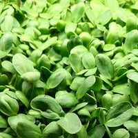 Sonnenblumen Microgreens Samen
