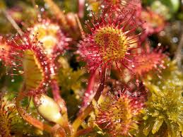 dunkel Rot Sundew zur Aussaat ideal Rabatten Traditionssorte & ohne Gentechnik Samen Hausgarten