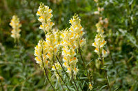Oldfield Toadflax Blumensamen zur Aussaat – Garten beliebt – Traditionssorte & ohne Gentechnik Samen Hausgarten