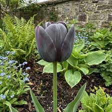 dunkel Gray Tulpe Blumensamen zur Aussaat Traditionssorte ohne Gentechnik Keimung biologisch Garten Samen
