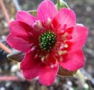 Rosa Weiß Hepatica Blumensamen zur Aussaat – robust Sorte – Traditionssorte & ohne Gentechnik Samen Hausgarten