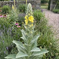Grün Verbascum Thapsus Blumensamen zur Aussaat – pflegeleicht – Traditionssorte & ohne Gentechnik Samen Hausgarten