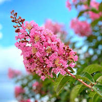 Crape Myrtle Blumensamen zur Aussaat Schnitt Blume beliebt Traditionssorte & ohne Gentechnik Samen Hausgarten