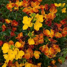 Gemischt Cheiranthus Blumensamen zur Aussaat – Garten beliebt – Traditionssorte & ohne Gentechnik Samen Hausgarten