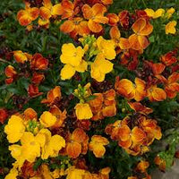 Gemischt Cheiranthus Blumensamen zur Aussaat – Garten beliebt – Traditionssorte & ohne Gentechnik Samen Hausgarten