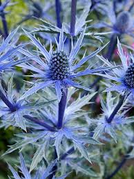 Eryngium Alpinum Blumensamen zur Aussaat – farbenfroh Schau – Traditionssorte & ohne Gentechnik Samen Hausgarten