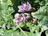 Mandragora Blumensamen zur Aussaat – sonnenliebend – Traditionssorte & ohne Gentechnik Samen Hausgarten