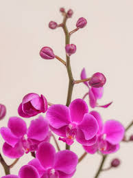 klein Rosa Orchidee Blumensamen zur Aussaat – leuchtend Blüten – Traditionssorte & ohne Gentechnik Samen Hausgarten