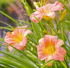 Rosa Creme Hemerocallis Blumensamen zur Aussaat Wildblume Mischung Traditionssorte & ohne Gentechnik Samen Hausgarten