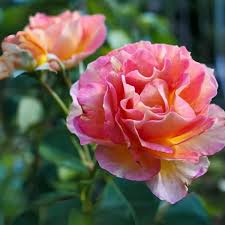 Creme Rosa Xanthina Blumensamen zur Aussaat Wildblume Mischung Traditionssorte & ohne Gentechnik Samen Hausgarten