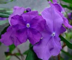 Lila Brunfelsia Pauciflora Blumensamen zur Aussaat – Landhaus Garten wichtig – Traditionssorte & ohne Gentechnik Samen Hausgarten