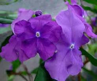 Lila Brunfelsia Pauciflora Blumensamen zur Aussaat – Landhaus Garten wichtig – Traditionssorte & ohne Gentechnik Samen Hausgarten