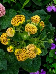 hell Gelb Calceolaria Blumensamen zur Aussaat – leuchtend – Traditionssorte & ohne Gentechnik Samen Hausgarten