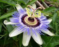 Passion Blumensamen zur Aussaat saisonal Dauerblüher Traditionssorte & ohne Gentechnik Samen Hausgarten