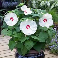 Weiß Hibiskus Blumensamen zur Aussaat Schnitt Blume beliebt Traditionssorte & ohne Gentechnik Samen Hausgarten