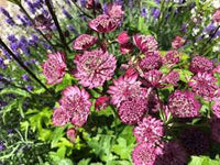Masterwort Blumensamen zur Aussaat – Garten beliebt – Traditionssorte & ohne Gentechnik Samen Hausgarten