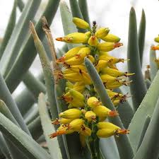 Gelb Aloe Dichotoma Blumensamen zur Aussaat – ideal Rabatten – Traditionssorte & ohne Gentechnik Samen Hausgarten