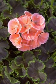 Geranie hell Orange Blumensamen zur Aussaat – Schnitt Blume beliebt – Traditionssorte & ohne Gentechnik Samen Hausgarten