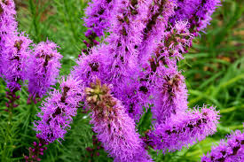 Liatris Blumensamen zur Aussaat – Anzucht – Traditionssorte & ohne Gentechnik Samen Hausgarten