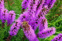 Liatris Blumensamen zur Aussaat – Anzucht – Traditionssorte & ohne Gentechnik Samen Hausgarten