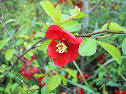 Rot Quince Blumensamen zur Aussaat – Halbschatten verträglich – Traditionssorte & ohne Gentechnik Samen Hausgarten