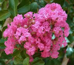 Rosa Crape Myrtle Blumensamen zur Aussaat – Garten beliebt – Traditionssorte & ohne Gentechnik Samen Hausgarten