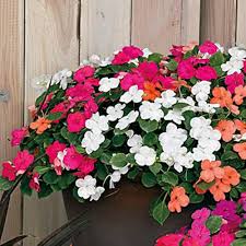 Impatiens accent premium-mix for anpflanzung in blume bed