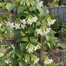 Loroco Blumensamen zur Aussaat – Halbschatten verträglich – Traditionssorte & ohne Gentechnik Samen Hausgarten