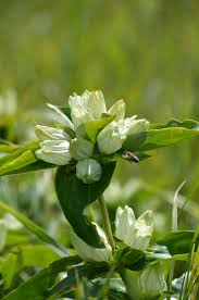 Creme Gentiana Blumensamen zur Aussaat – leuchtend – Traditionssorte & ohne Gentechnik Samen Hausgarten