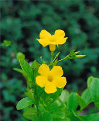 Traditionssorte Gelb Mandevilla Sanderi Blumensamen zur Aussaat – Halbschatten verträglich – Traditionssorte & ohne Gentechnik Samen Hausgarten