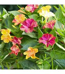 Gelb Rot Mirabilis Blumensamen Blumensamen zur Aussaat Bestäuber freundlich Traditionssorte & ohne Gentechnik Samen Hausgarten