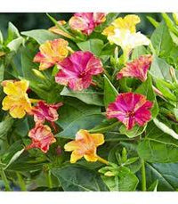 Gelb Rot Mirabilis Blumensamen Blumensamen zur Aussaat Bestäuber freundlich Traditionssorte & ohne Gentechnik Samen Hausgarten