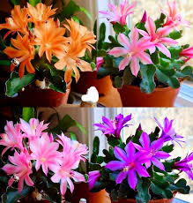 MultiColoured Weihnachtskaktus Samen Blumensamen zur Aussaat Garten beliebt Traditionssorte & ohne Gentechnik Samen Hausgarten