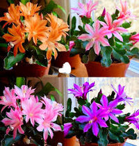 MultiColoured Weihnachtskaktus Samen Blumensamen zur Aussaat Garten beliebt Traditionssorte & ohne Gentechnik Samen Hausgarten