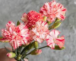 zart Rosa Nelke Blumensamen Halbschatten verträglich Traditionssorte & ohne Gentechnik Samen Hausgarten
