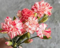 zart Rosa Nelke Blumensamen Halbschatten verträglich Traditionssorte & ohne Gentechnik Samen Hausgarten