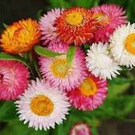 Strawflower Mischung Blumensamen zur Aussaat – ideal Rabatten – Traditionssorte & ohne Gentechnik Samen Hausgarten
