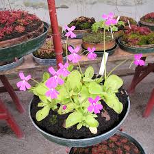 Butterwort Blumensamen zur Aussaat – Bestäuber freundlich – Traditionssorte & ohne Gentechnik Samen Hausgarten