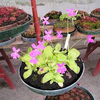 Butterwort Blumensamen zur Aussaat – Bestäuber freundlich – Traditionssorte & ohne Gentechnik Samen Hausgarten