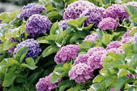 Lila Hortensie Blumensamen zur Aussaat – pflegeleicht – Traditionssorte & ohne Gentechnik Samen Hausgarten