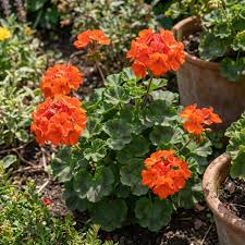 Orange Geranie Blume Garten Samen Blumensamen zur Aussaat – sonnenliebend – Traditionssorte & ohne Gentechnik Samen Hausgarten