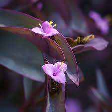 Tradescantia Pallida Blumensamen zur Aussaat – farbenfroh Schau – Traditionssorte & ohne Gentechnik Samen Hausgarten